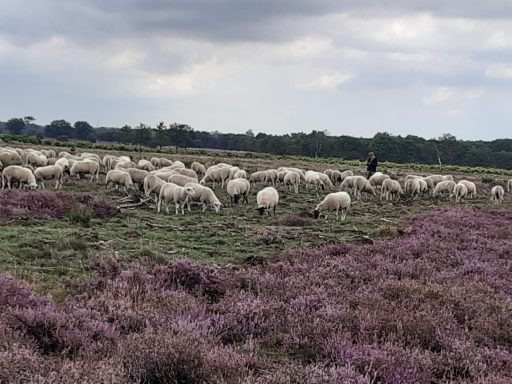 stroese hei met schaapskudde